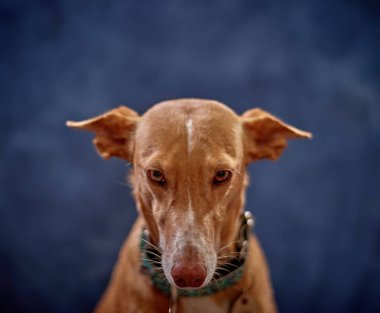 Köpek mavi arka planda poz veriyor ve oynuyor