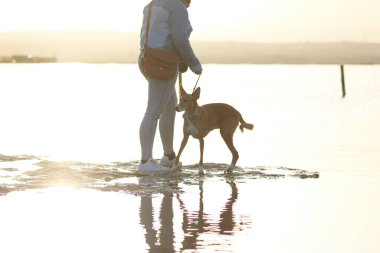Sahilde güneşli bir manzara ve doğada bir köpek.