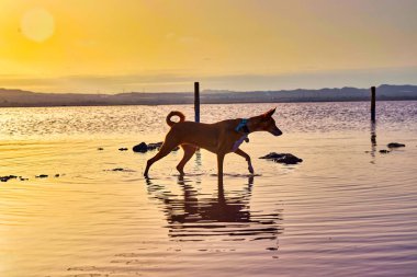 Sahilde güneşli bir manzara ve doğada bir köpek.