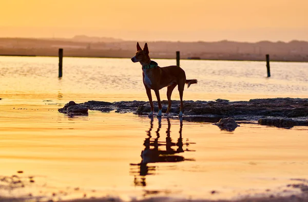 Sahilde güneşli bir manzara ve doğada bir köpek.
