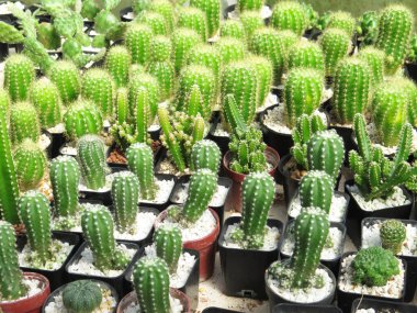 Güzel botanik fotoğrafı, doğal duvar kağıdı. yeşil sulu tencereler 