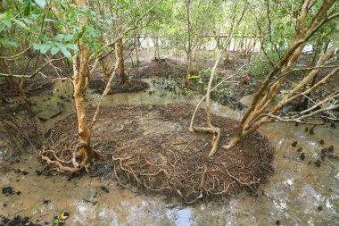 Güzel yeşil tropikal ormanın doğal manzarası