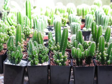 Güzel botanik fotoğrafı, doğal duvar kağıdı. yeşil sulu tencereler 