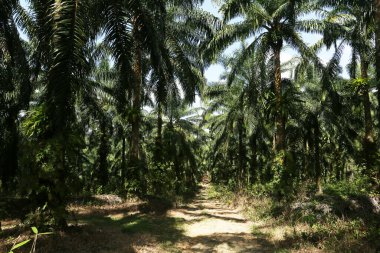 Güzel yeşil tropikal ormanın doğal manzarası