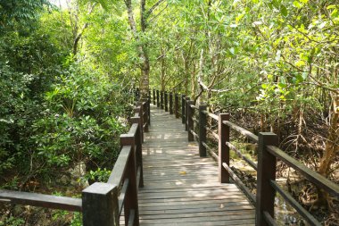 Ormanda ahşap köprü