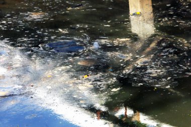 Suda yüzen çöplerle dolu bir gölet