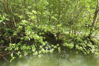 Güzel yeşil tropikal ormanın doğal manzarası