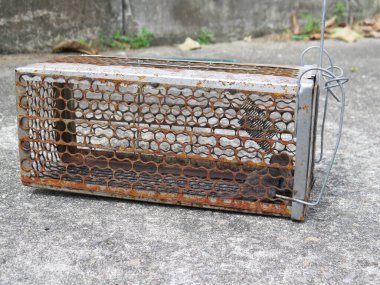 Eski paslı kafesteki hayvan