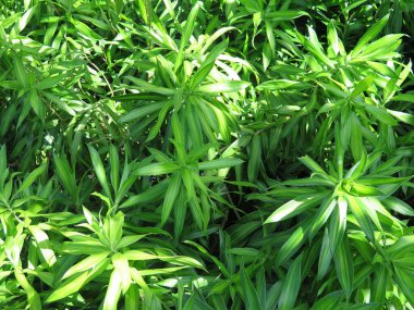 yeşil yapraklar, bitkiler ve yapraklar