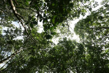 Güzel yeşil tropikal ormanın doğal manzarası