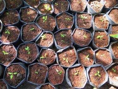 Güzel botanik fotoğrafı, doğal duvar kağıdı. yeşil sulu tencereler 