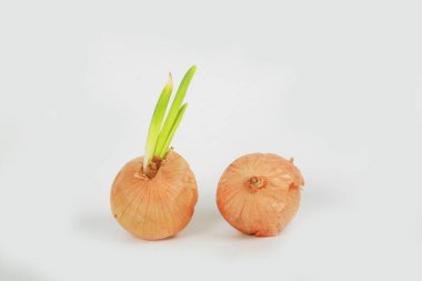 Beyaz arkaplanda soğan izole edildi