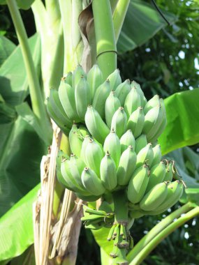 Ağaçta yeşil muzlar, yakın plan.