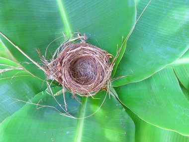 Boş kuş yuvasının yakın plan görüntüsü 