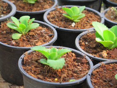 Güzel botanik fotoğrafı, doğal duvar kağıdı. yeşil sulu tencereler 