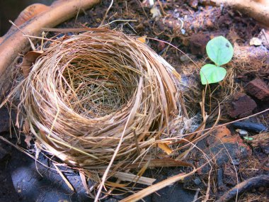 Boş kuş yuvasının yakın plan görüntüsü 