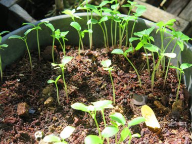 Bahçedeki yeşil bitkiler