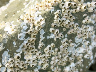 grunge taşı dokusu arkaplanı, soyut desen 