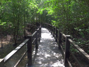 Ormanda ahşap köprü