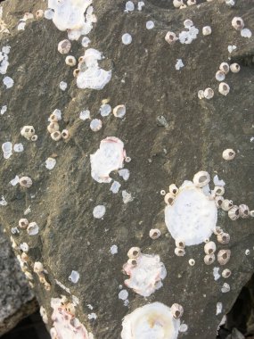 grunge taşı dokusu arkaplanı, soyut desen 