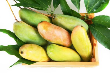 Beyaz arka planda taze mango meyveleri 