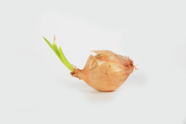 Beyaz arkaplanda soğan izole edildi