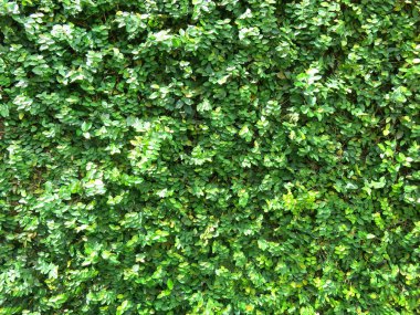 yeşil yapraklar arkaplan, üst görünüm