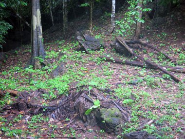 Ormandaki yeşil orman