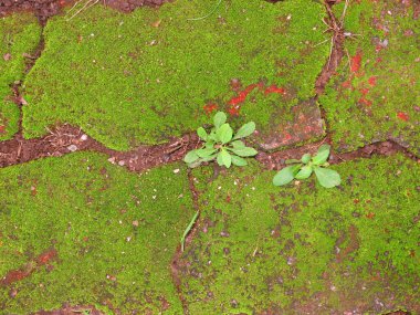 çatlaklı ve yosunlu taş duvar dokusu 