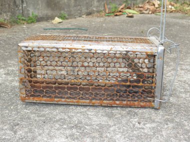 Eski paslı kafesteki hayvan