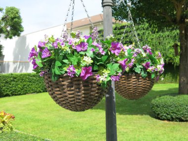 Parktaki güzel bahçe çiçekleri