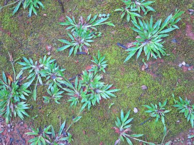 Bahçede yeşil yapraklar 