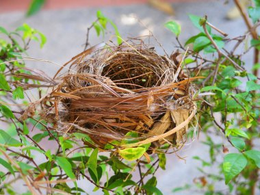 Boş kuş yuvasının yakın plan görüntüsü 