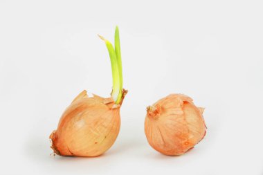 Beyaz arkaplanda izole soğanlar 