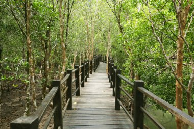 Ormanda ahşap köprü