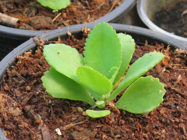 Güzel botanik fotoğrafı, doğal duvar kağıdı. yeşil sulu tencereler 