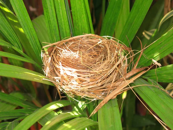 Close View Empty Bird Nest — 图库照片