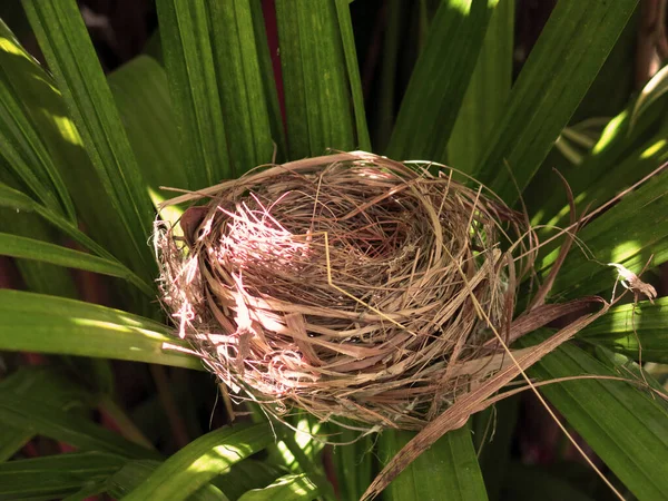 Close View Empty Bird Nest — 图库照片