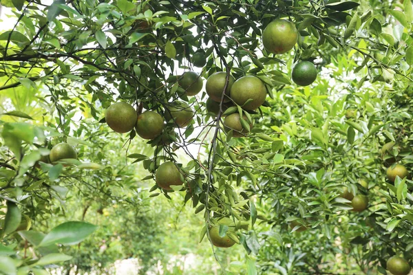 Green Fruits Trees Garden — Foto de Stock