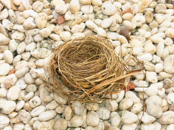 Vue Rapprochée Nid Oiseaux Vide — Photo