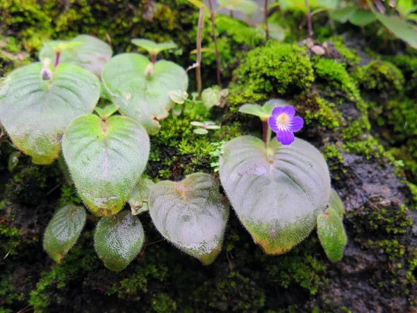 Hermosas Flores Jardín — Foto de Stock