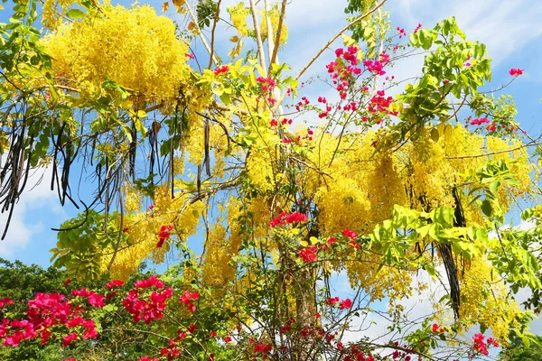 Vacker Botanisk Skott Naturliga Tapeter — Stockfoto