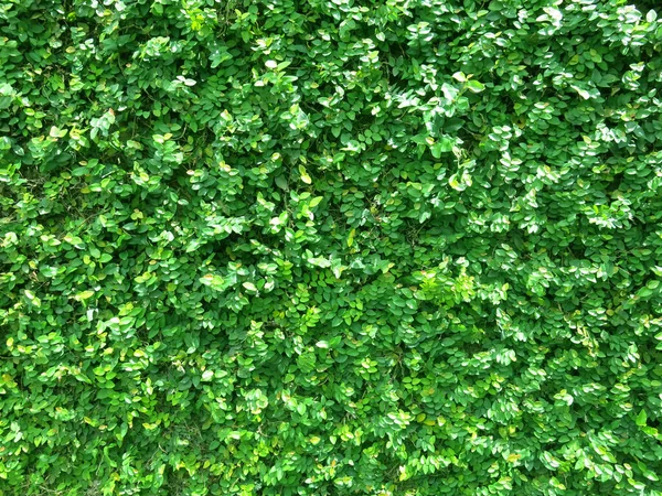 Grüne Blätter Hintergrund Ansicht Von Oben — Stockfoto