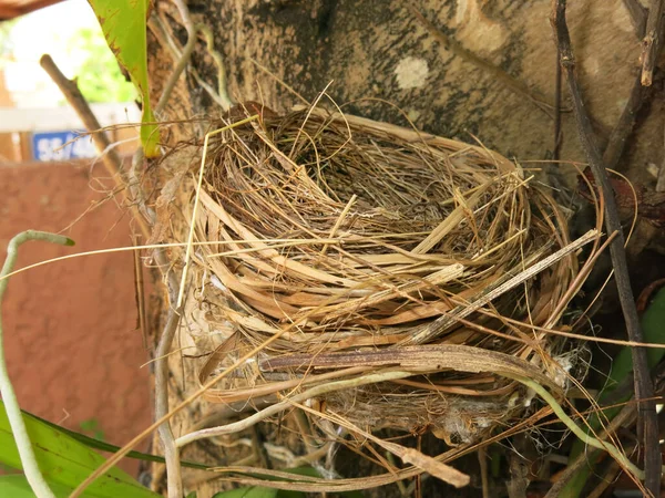 close-up view of empty bird nest