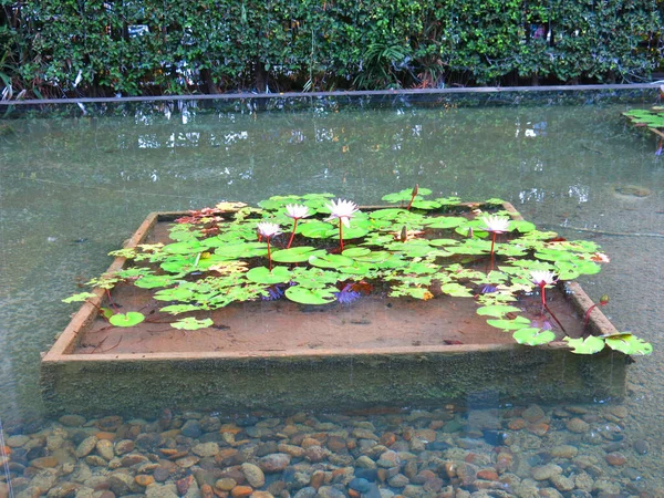 Lotus Flowers Pond — Stock Photo, Image