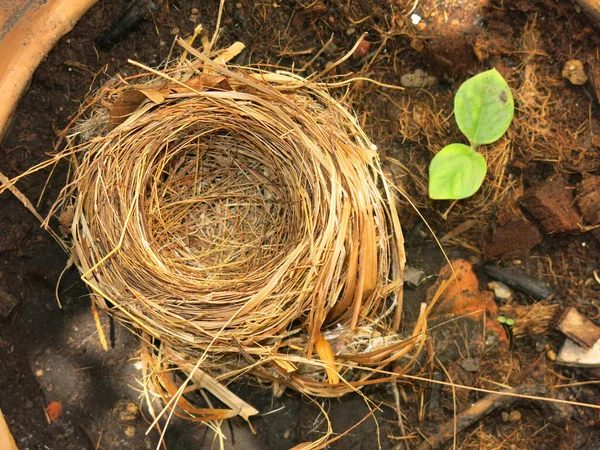 Close View Empty Bird Nest — Foto Stock