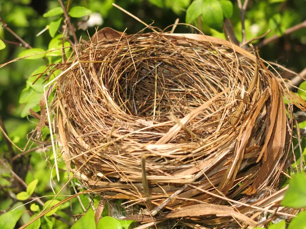 Close View Empty Bird Nest — Foto Stock