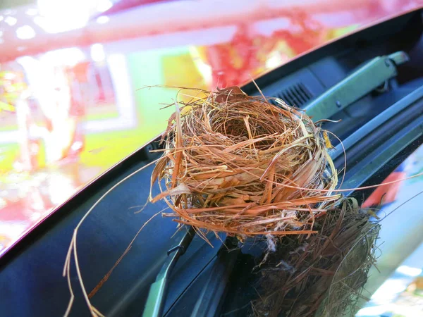 Close View Empty Bird Nest — 图库照片