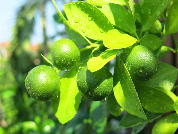 Зеленые Лимоны Листья Дереве — стоковое фото