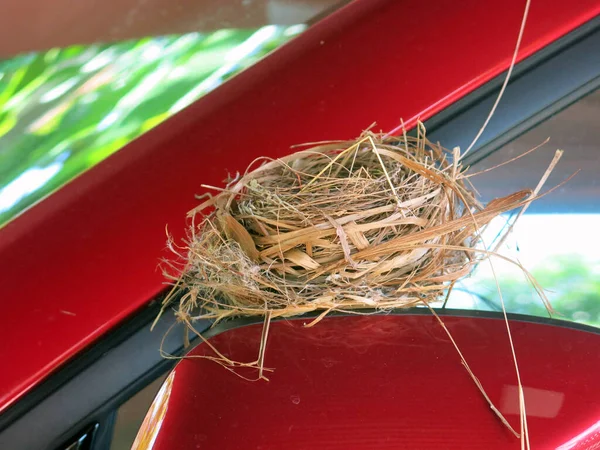 Close View Empty Bird Nest — 图库照片